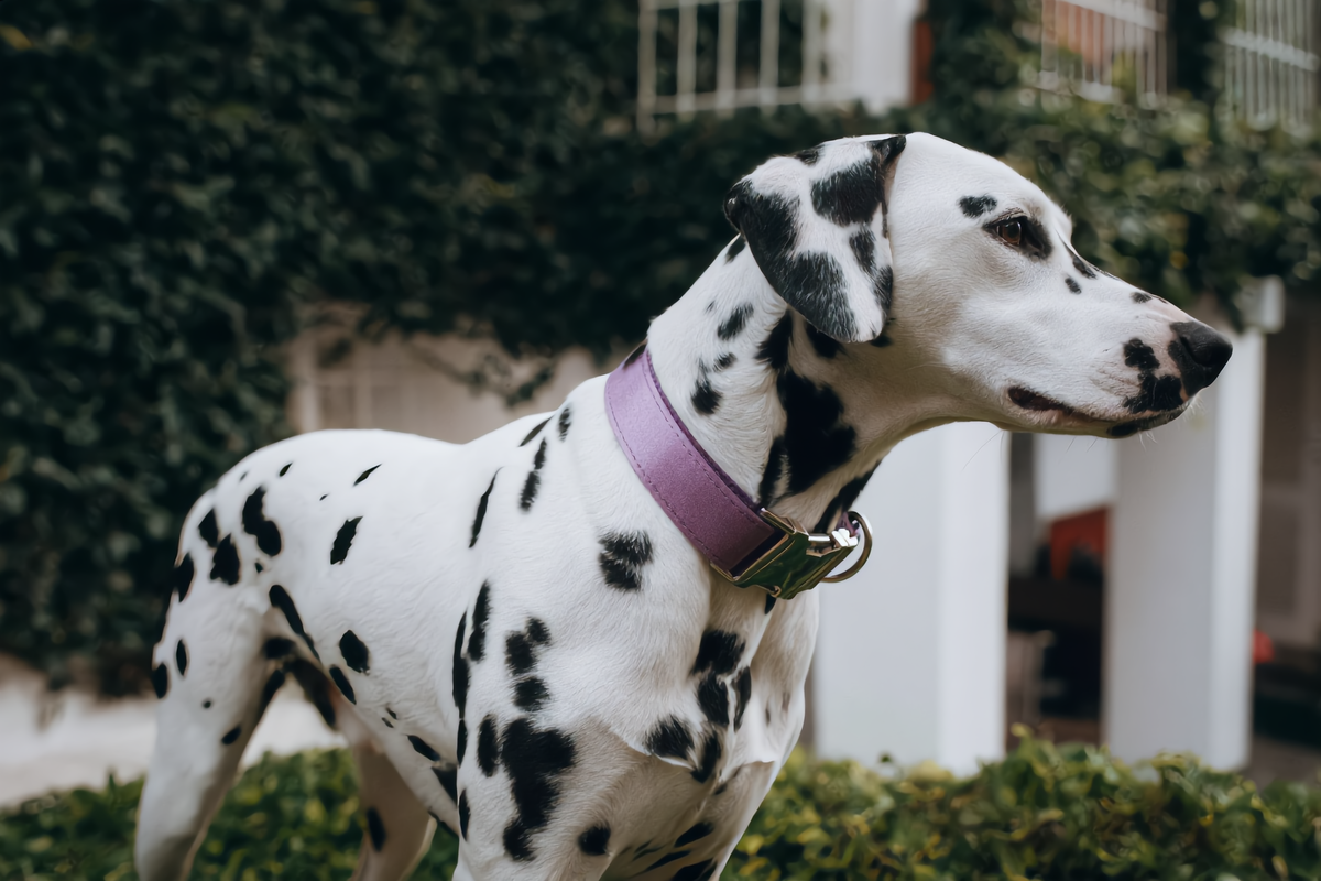collars