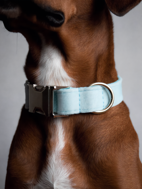 Close-up of a dog wearing a light blue collar with a gray background
