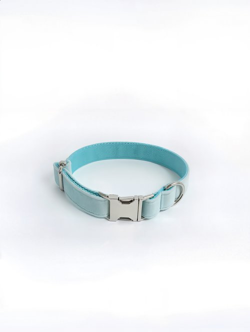 Light blue dog collar with a silver buckle on a white background