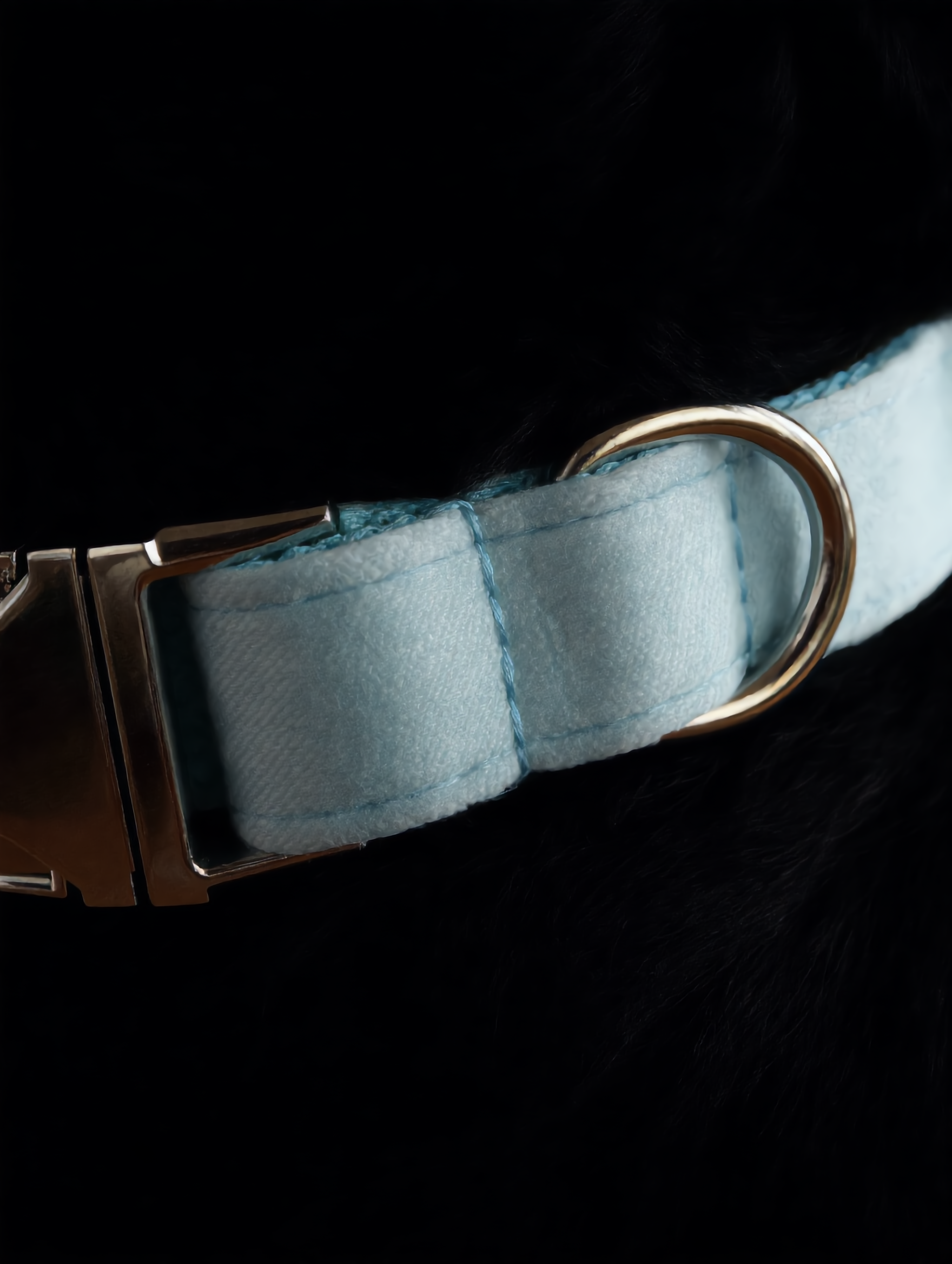 Dog collar with a metallic buckle on a black background