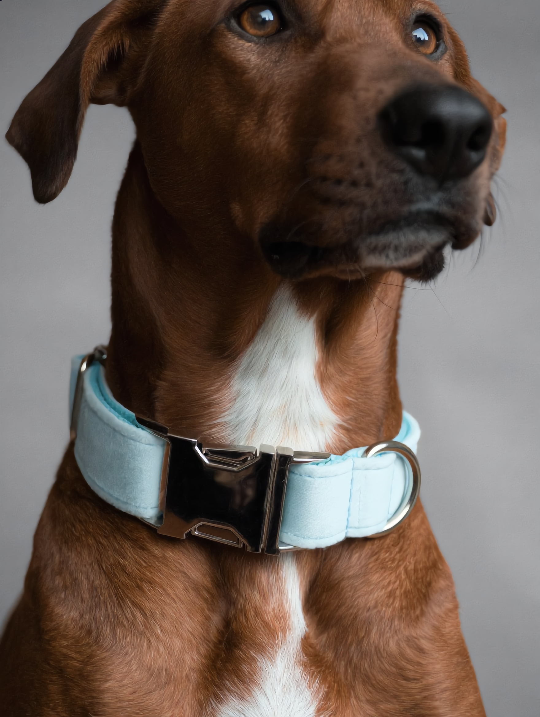 Brown dog with a light blue collar on a gray background