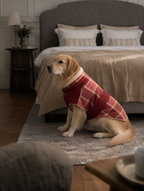 Dog wearing a red plaid sweater sitting on a rug in a bedroom.