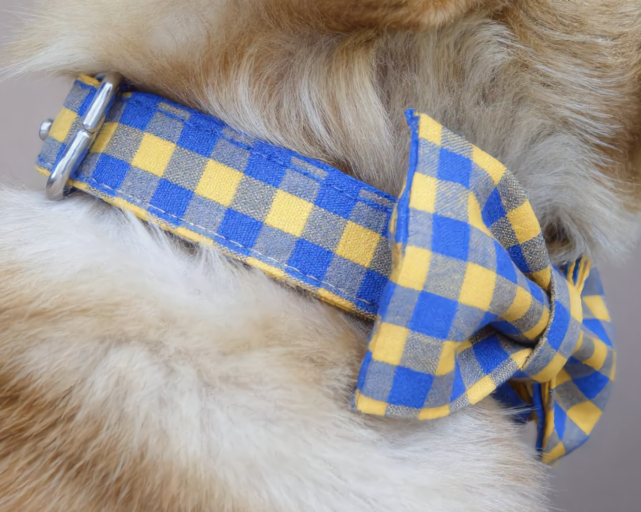 Dog wearing a blue and yellow checkered collar with a bow tie on a neutral background