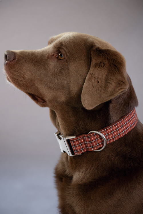Brown dog wearing a red plaid collar on a plain background