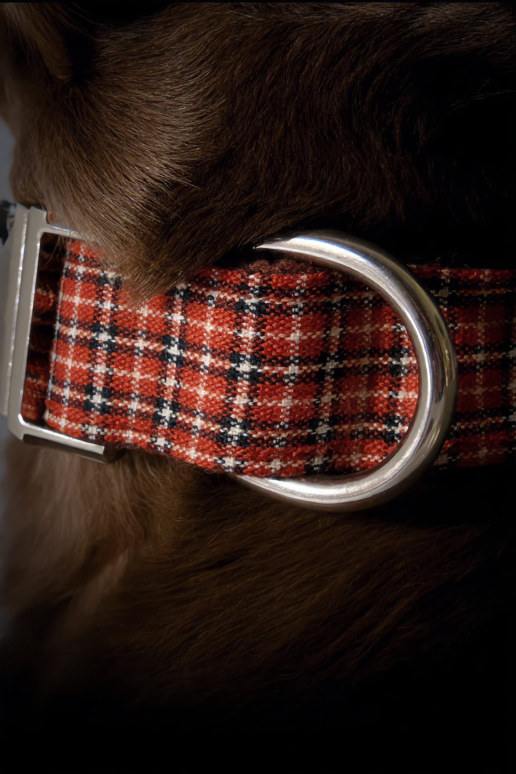 Close-up of a dog collar with a plaid pattern and metal buckle.