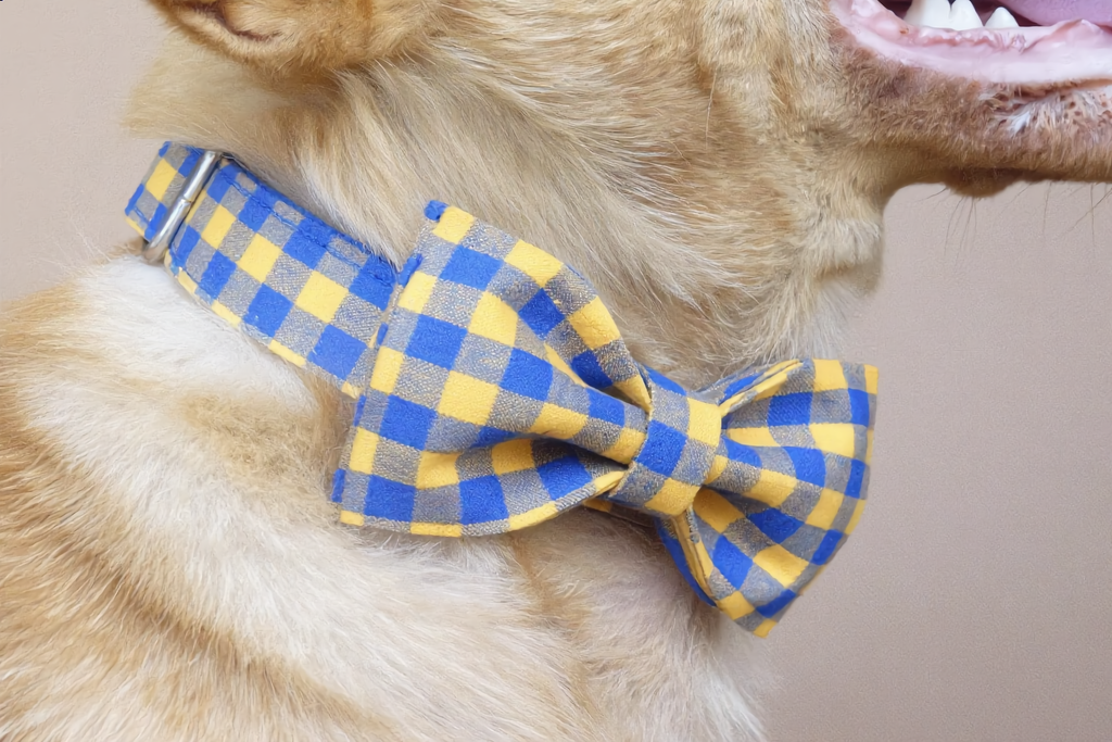 Dog wearing a blue and yellow checkered bow tie on a plain background