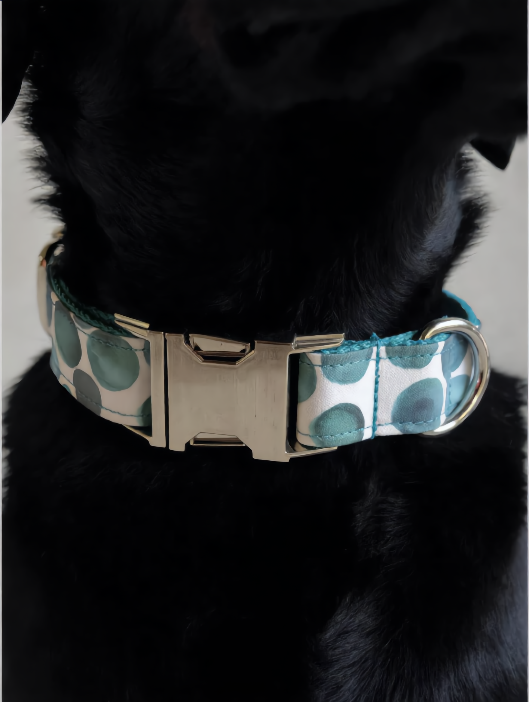 Dog wearing a collar with a blue and green pattern on a gray background