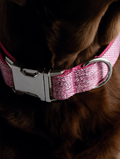 Close-up of a pink dog collar with a metal buckle on a brown dog.