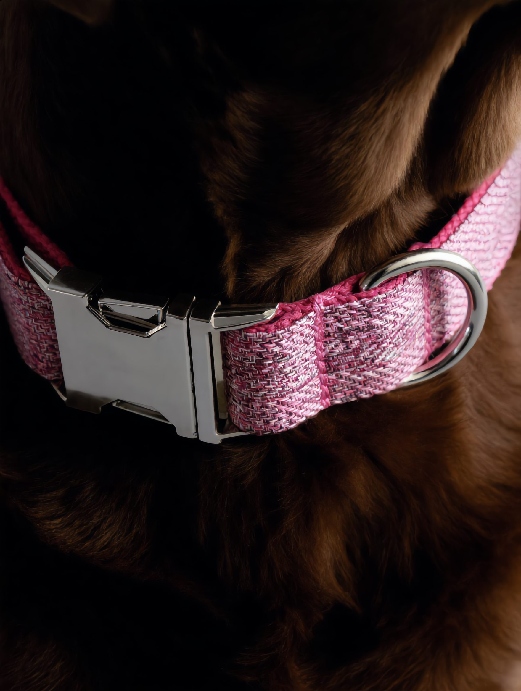 Close-up of a pink dog collar with a metal buckle on a brown dog.