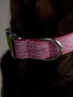 Close-up of a pink dog collar with a metal buckle on a dark background