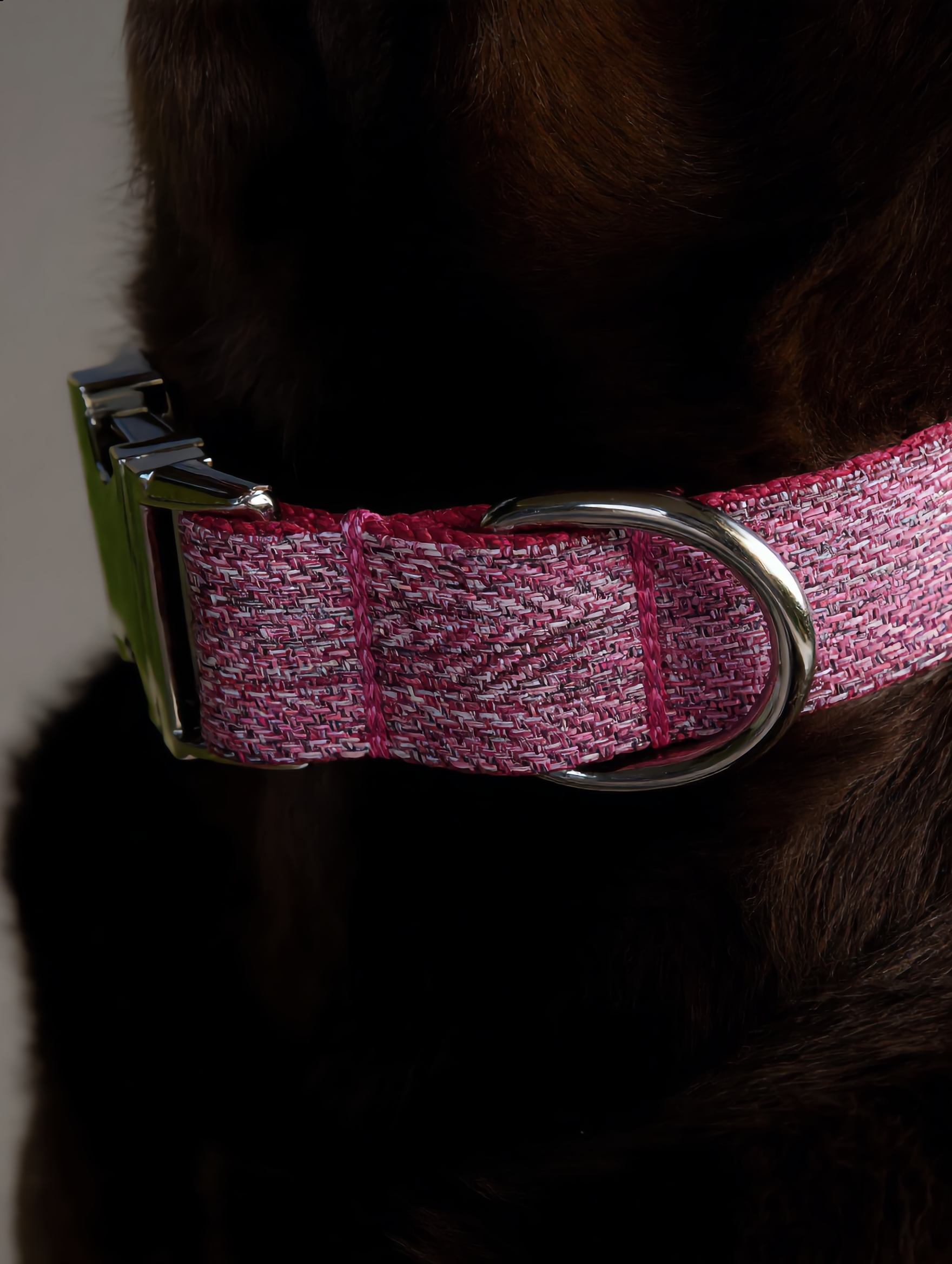 Close-up of a pink dog collar with a metal buckle on a dark background