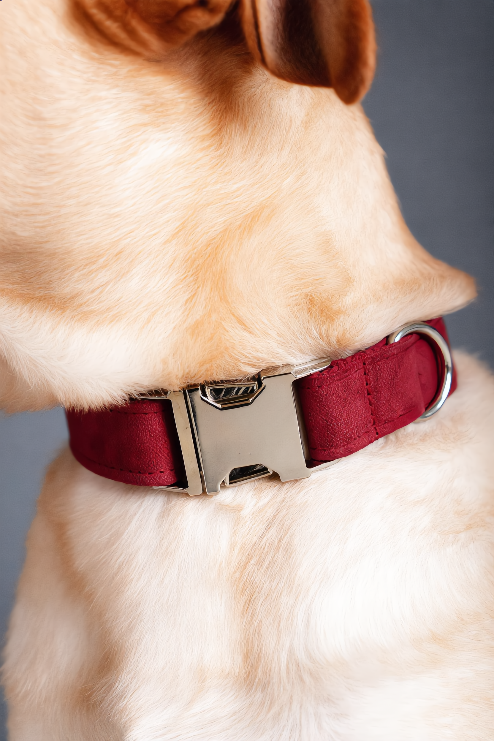 Dog wearing a red collar with a metal buckle on a gray background