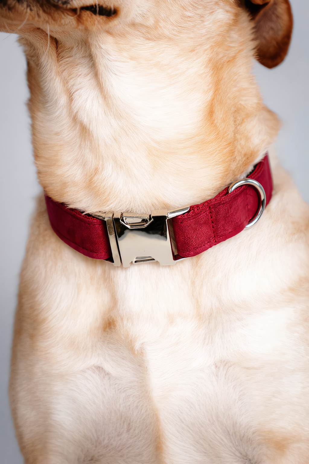 Close-up of a dog wearing a red collar with a silver buckle on a light background