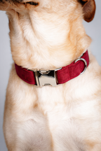 Close-up of a dog wearing a red collar with a silver buckle on a light background