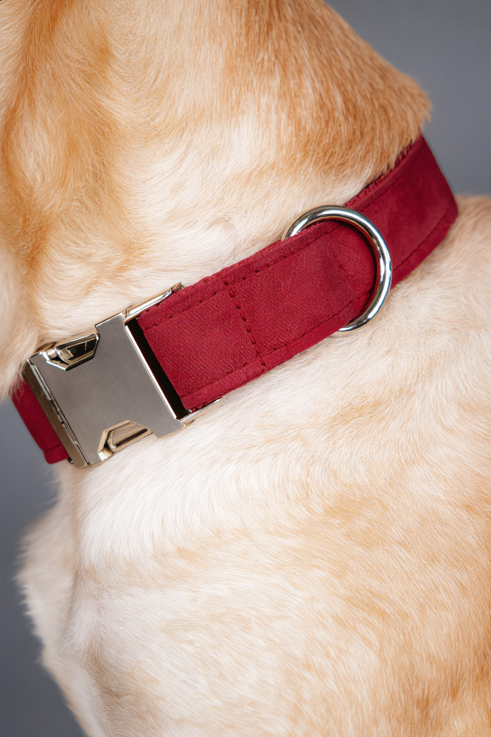 Red dog collar with a metal buckle on a light-colored dog.