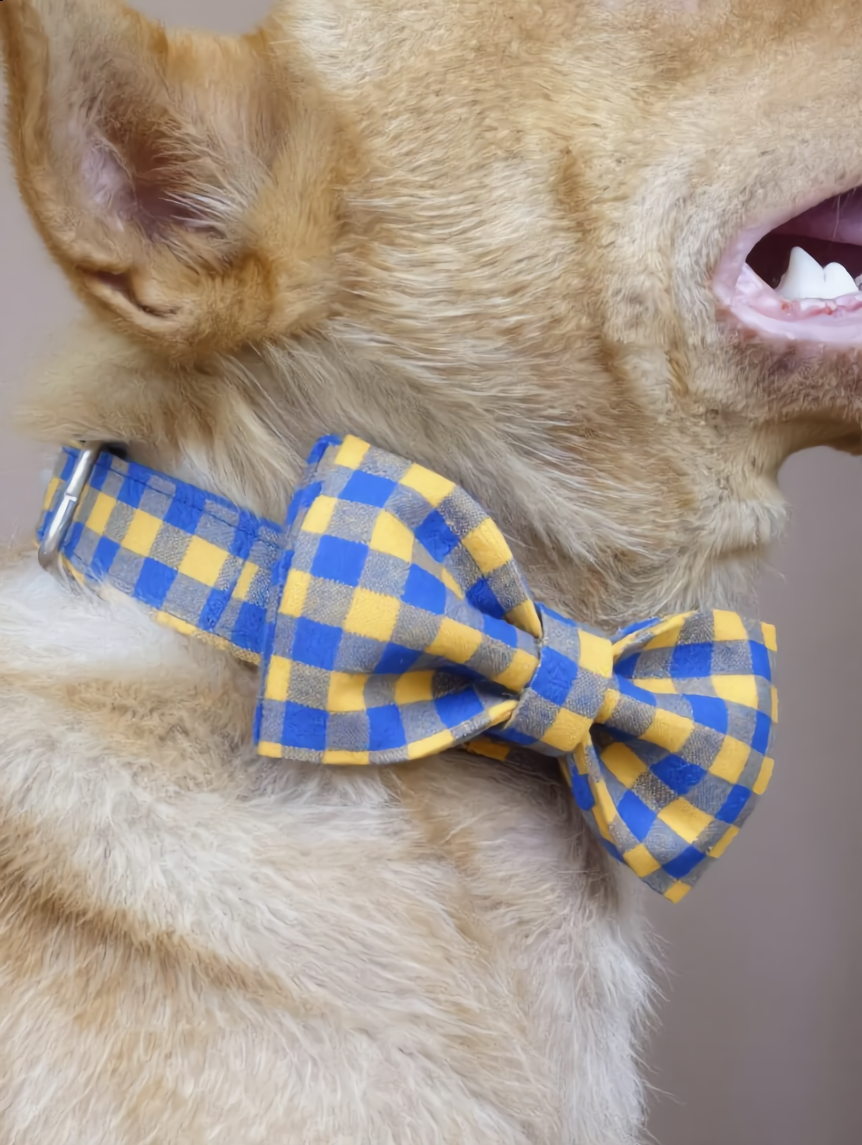 Dog wearing a blue and yellow checkered bow tie with a blurred background