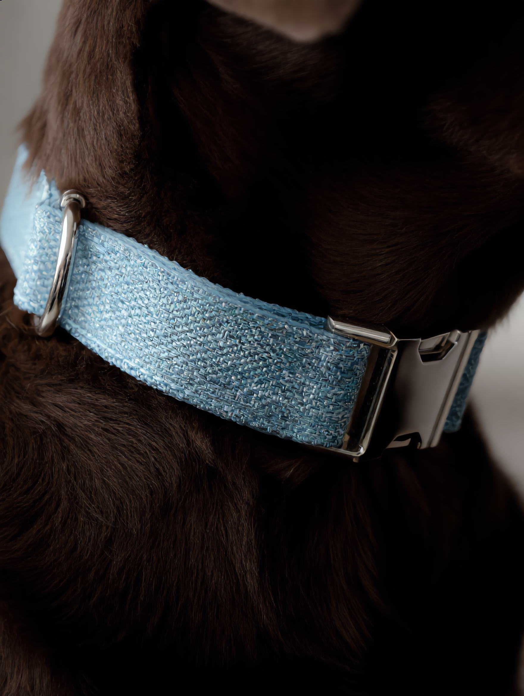 Close-up of a dog wearing a blue collar with a metallic buckle.