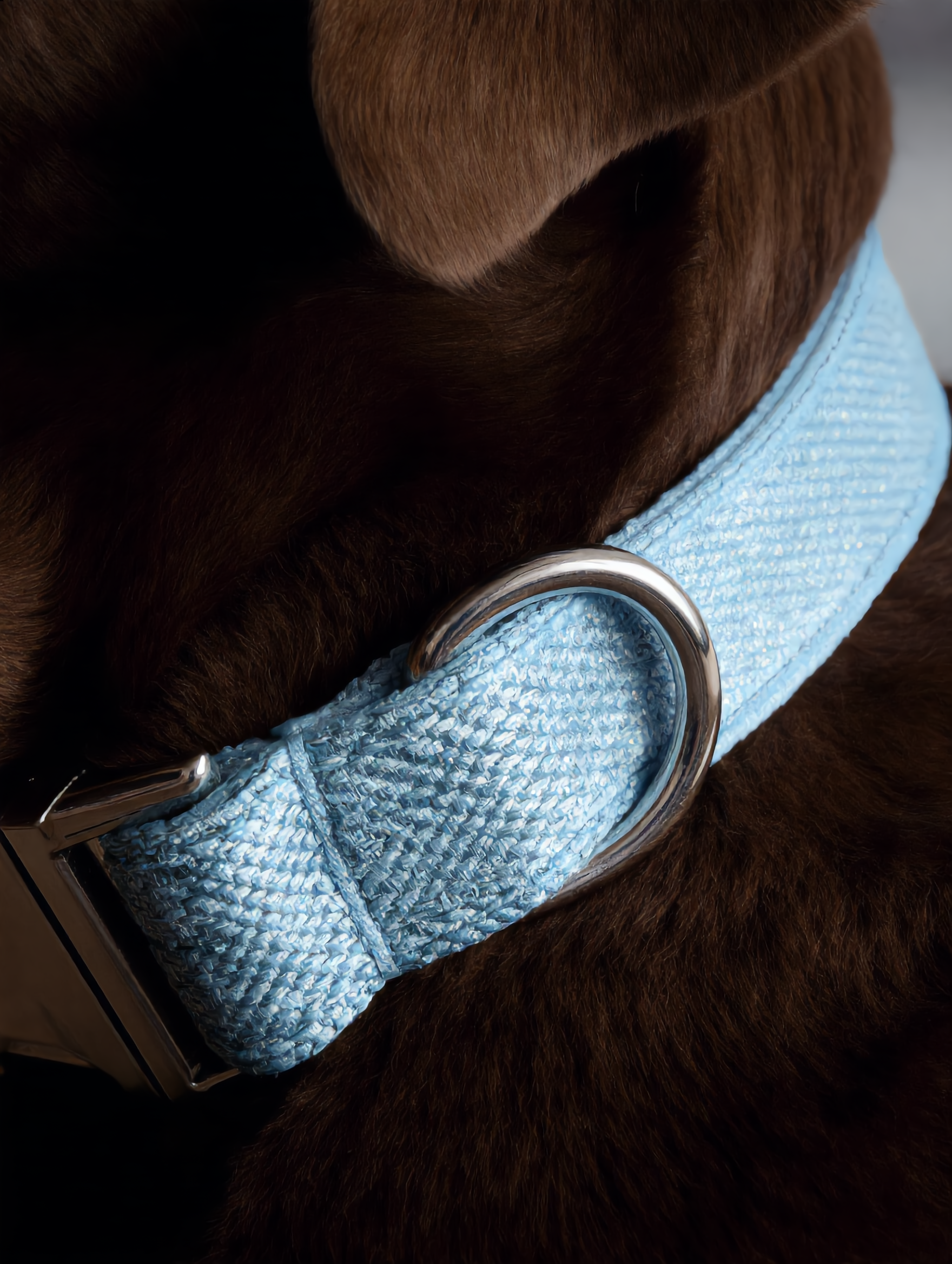 Close-up of a dog wearing a blue collar with a metal buckle.