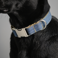 Black dog wearing a blue collar with a metal buckle on a gray background