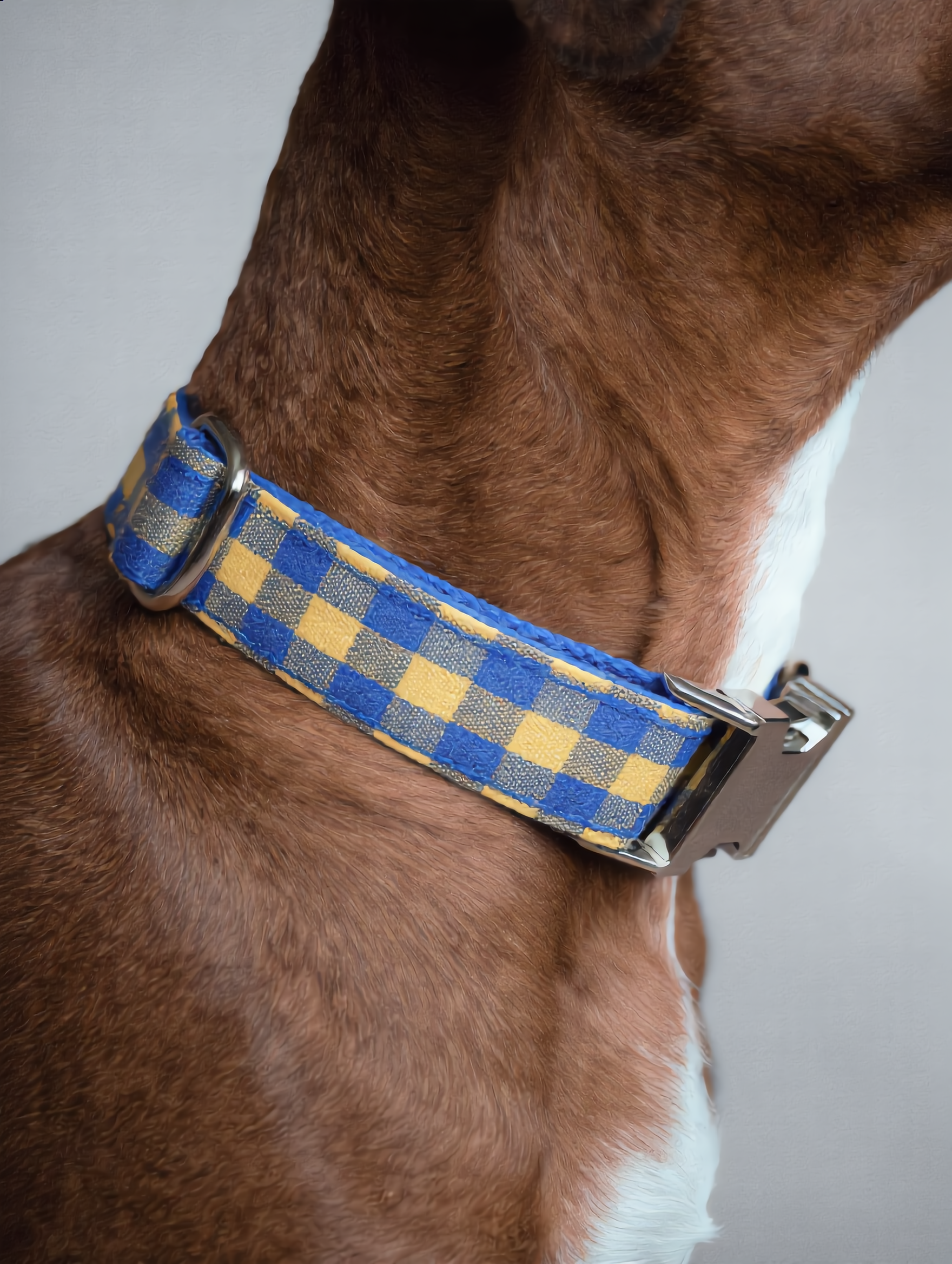 Dog wearing a blue and yellow checkered collar on a plain background