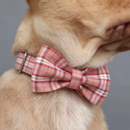 Dog wearing a red plaid bow tie on a gray background dog collar