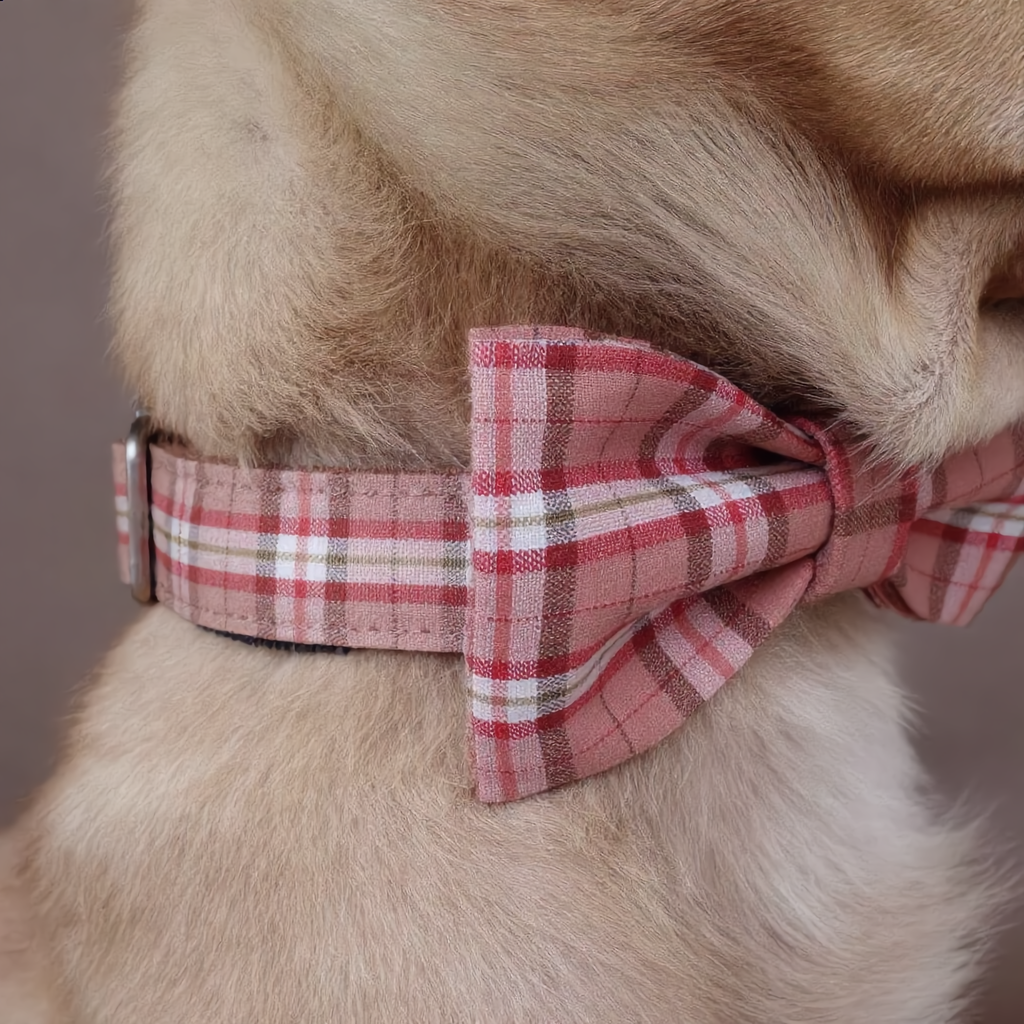 Dog wearing a plaid bow tie and collar on a neutral background