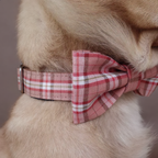Dog wearing a plaid bow tie and collar on a neutral background