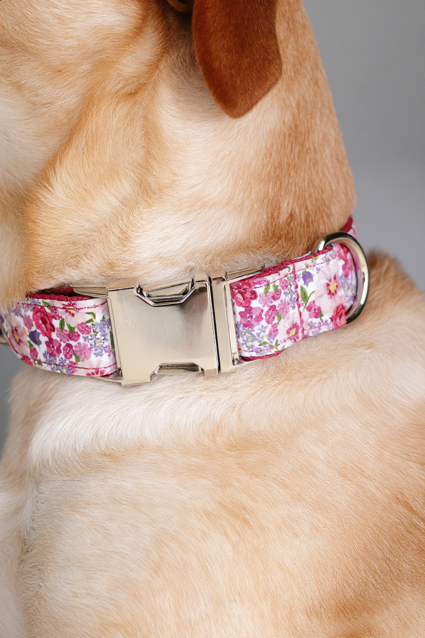 Dog wearing a floral-patterned collar with a metallic buckle.