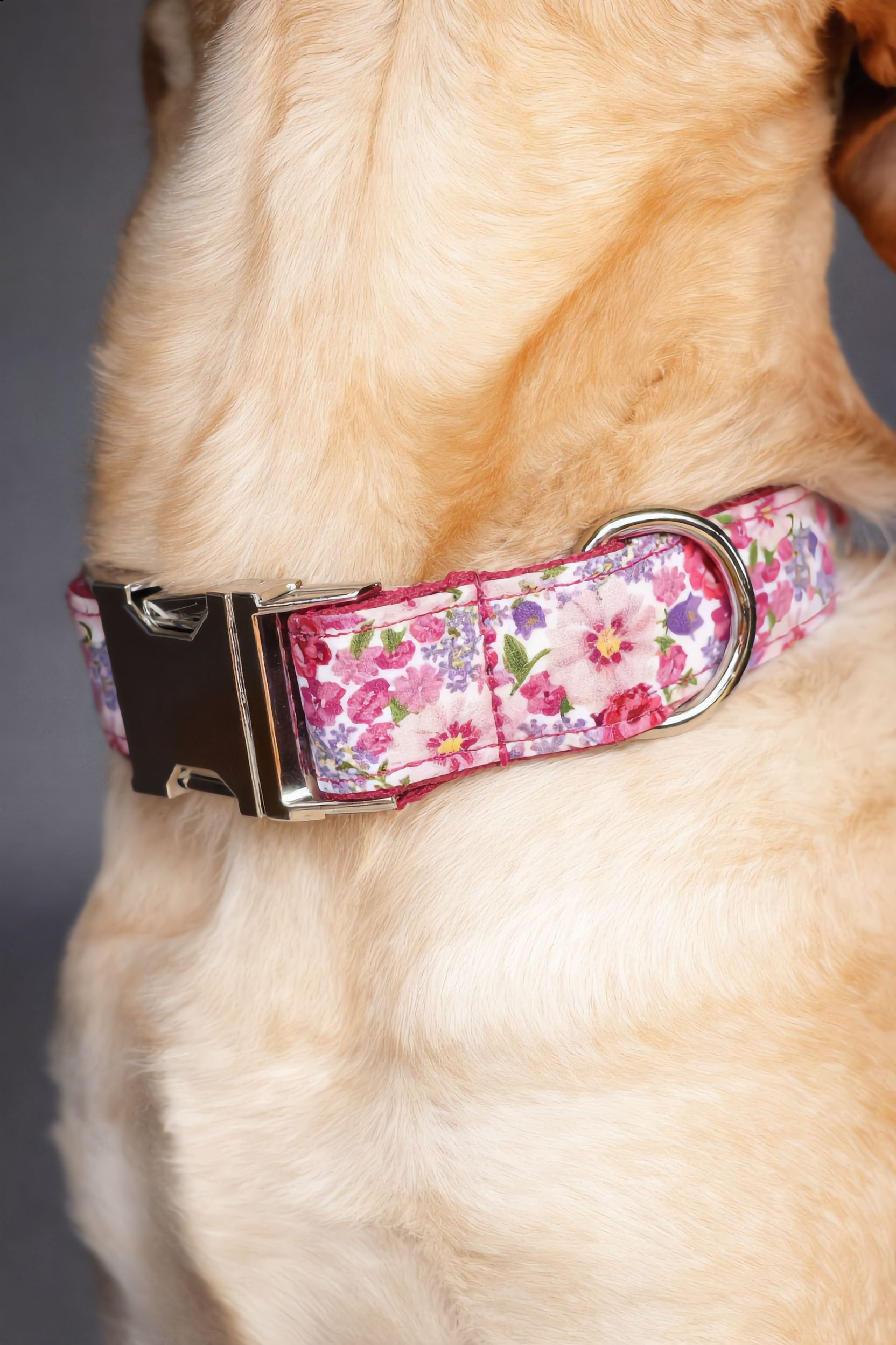 Dog wearing a floral-patterned collar on a gray background