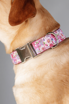 Dog wearing a floral patterned collar on a gray background