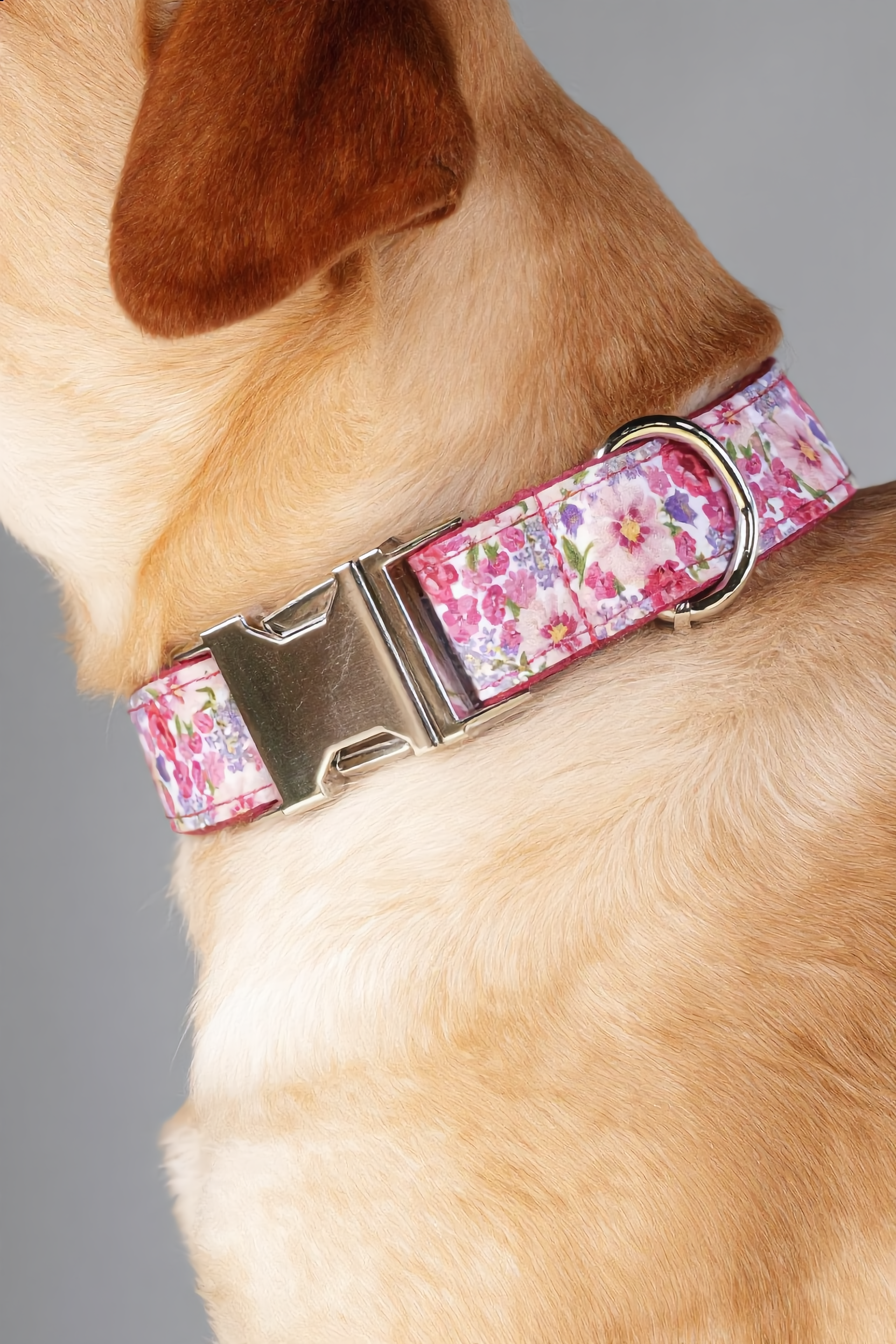 Dog wearing a floral patterned collar on a gray background