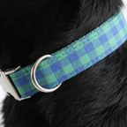 Dog collar with blue and green plaid pattern on a black dog.