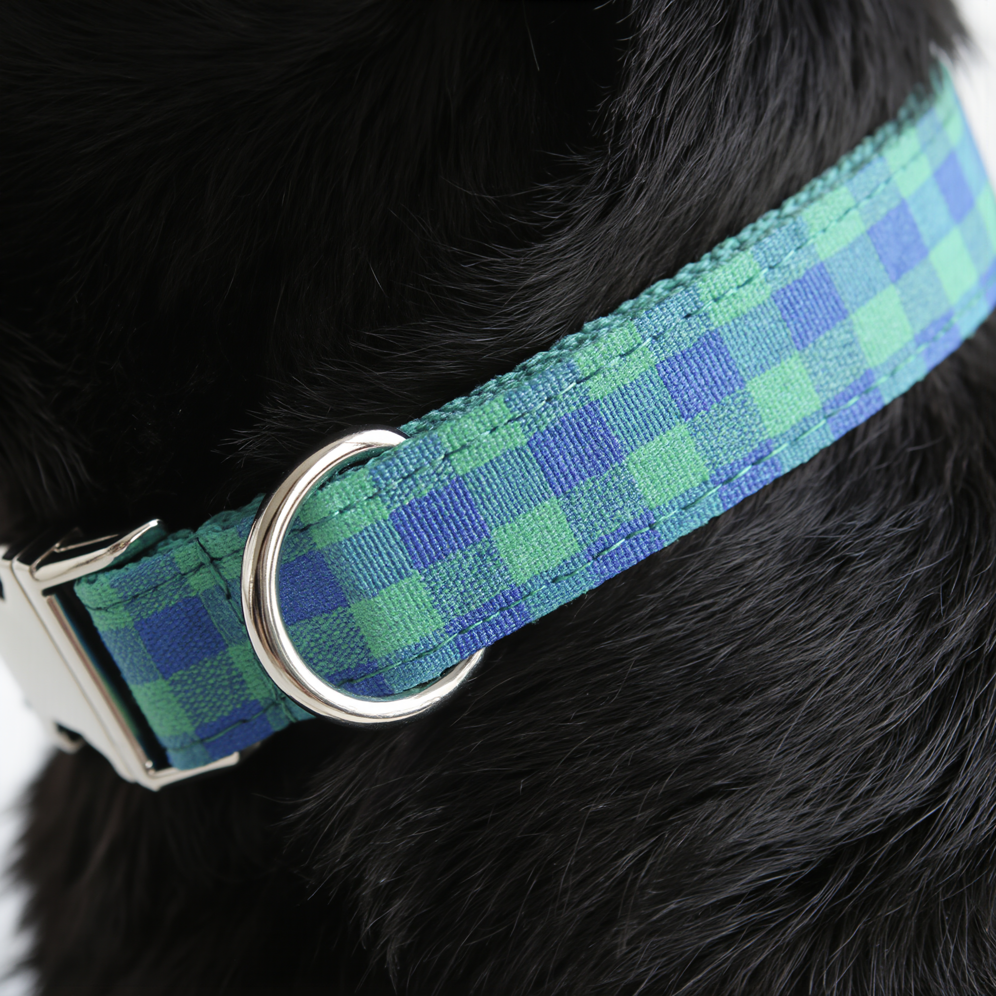 Dog collar with blue and green plaid pattern on a black dog.