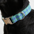 Dog collar with green and blue plaid pattern on a black dog.